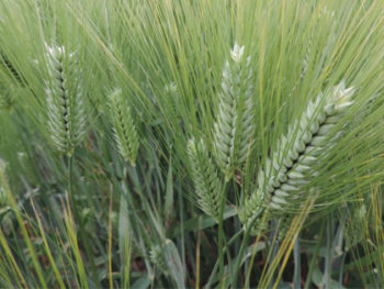 resatohumculuk-arpa resatohumculuk-arpa