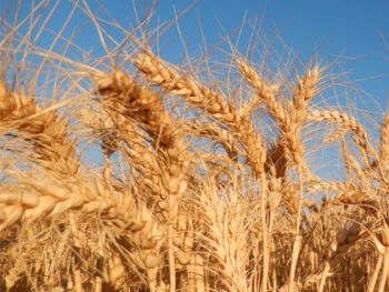 resatohumculuk-bugday resatohumculuk-bugday