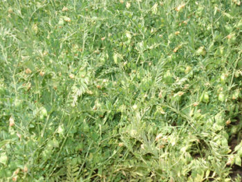 resatohumculuk-mercimek resatohumculuk-mercimek