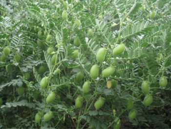 resatohumculuk-nohut resatohumculuk-nohut