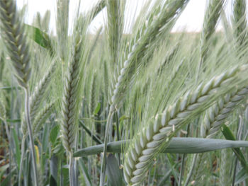 resatohumculuk-tritikale resatohumculuk-tritikale