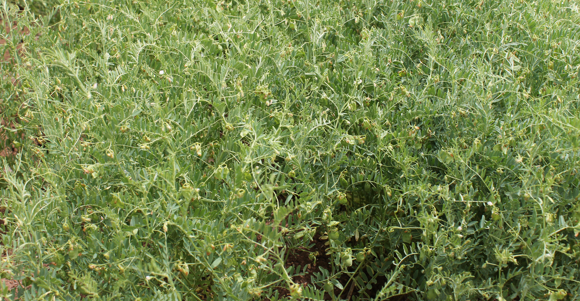 RESATOHUMCULUk-5